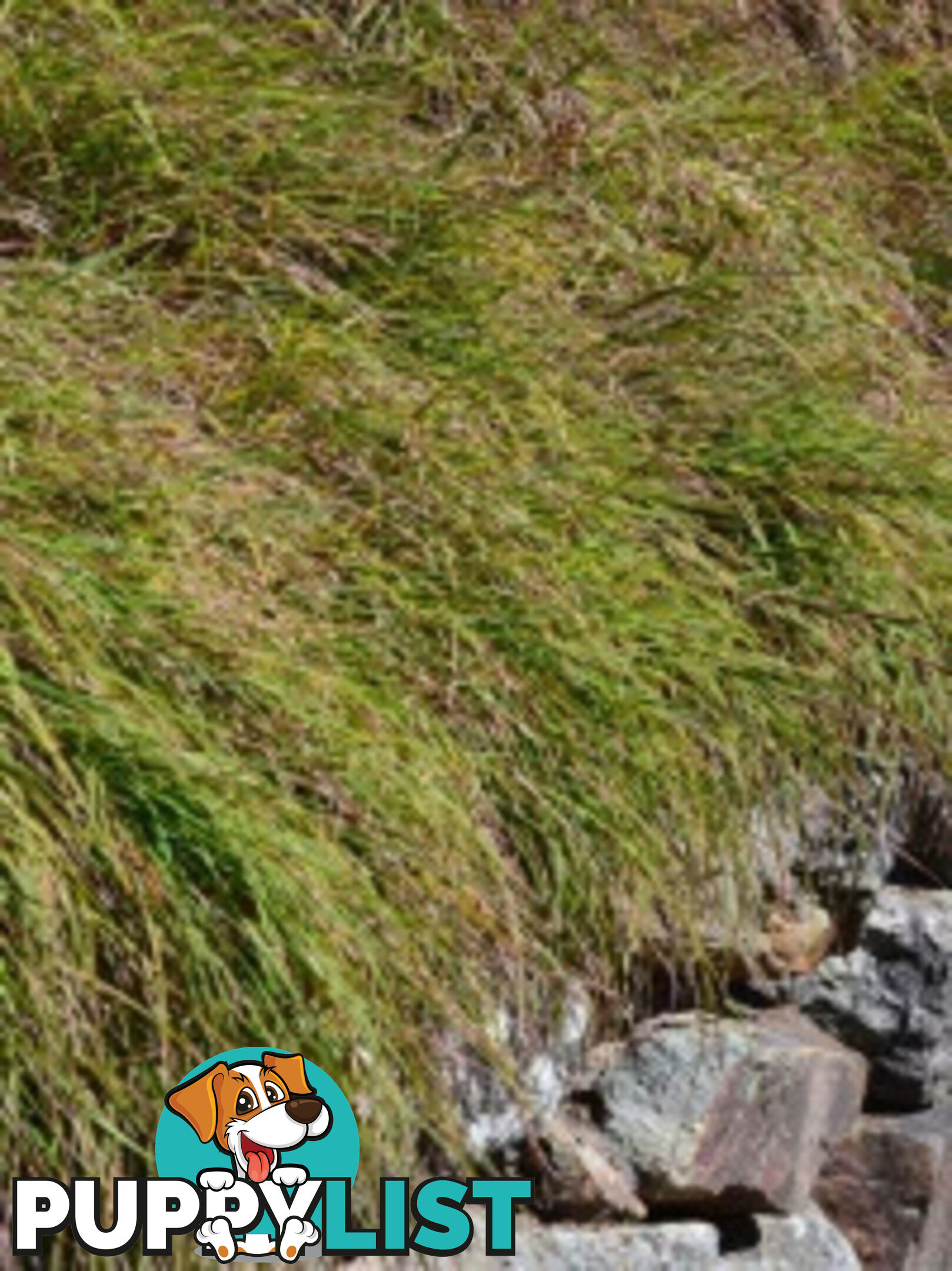 Native Trees, Shrubs and Groundcovers from 3.20