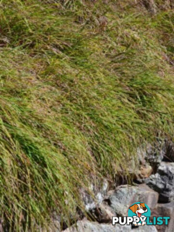 Native Trees, Shrubs and Groundcovers from 3.20