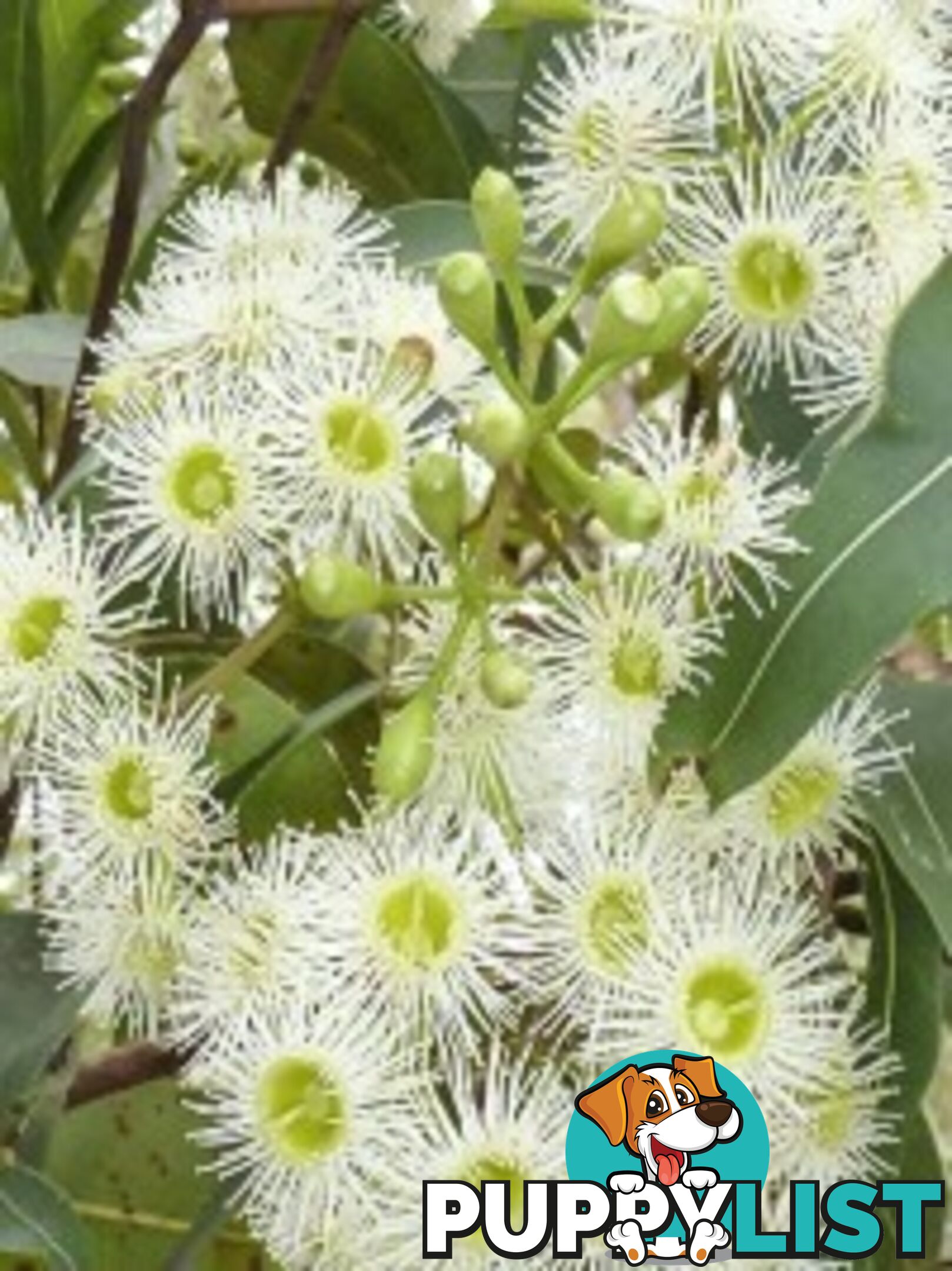 Native Trees, Shrubs and Groundcovers from 3.20
