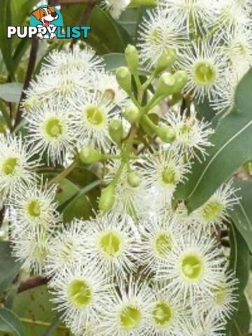Native Trees, Shrubs and Groundcovers from 3.20