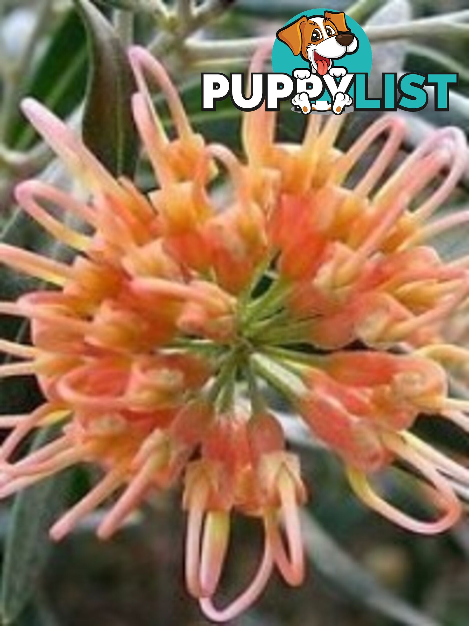 Native Trees, Shrubs and Groundcovers from 3.20