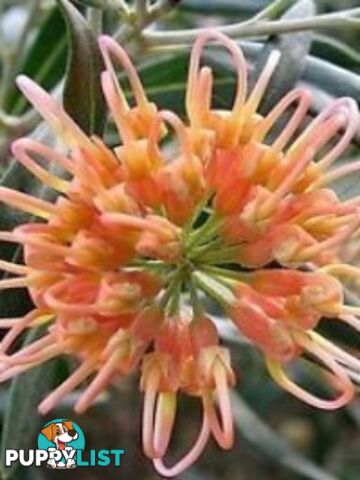 Native Trees, Shrubs and Groundcovers from 3.20