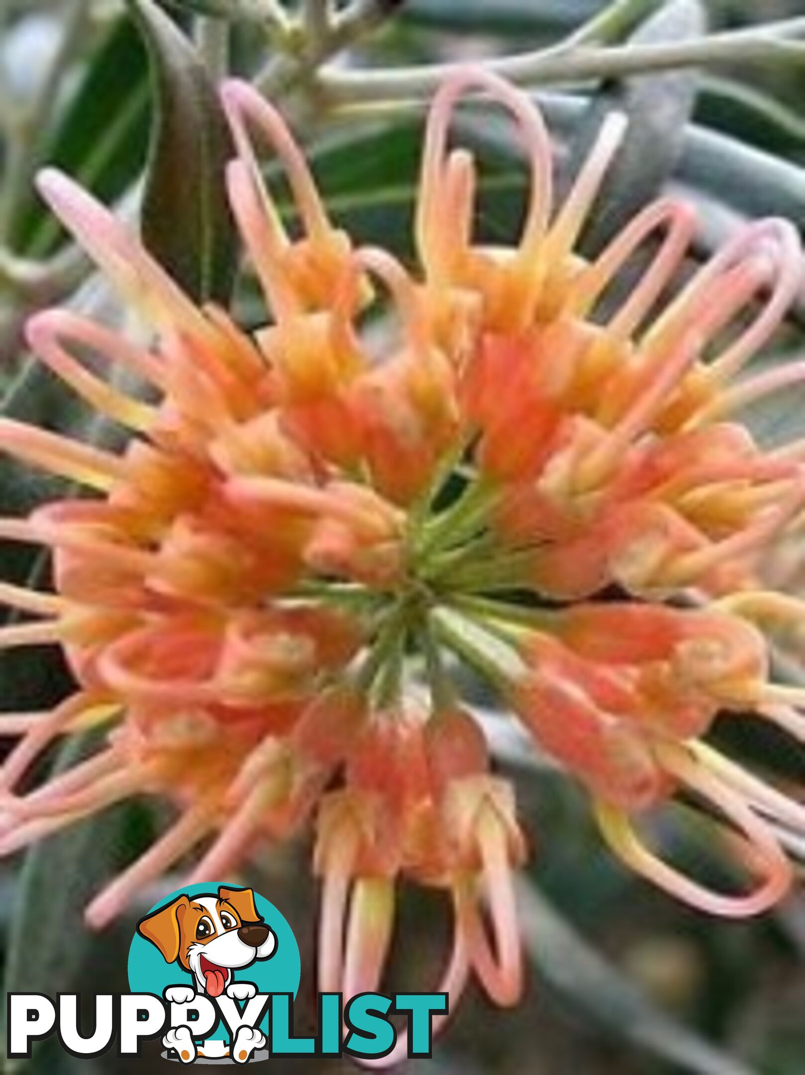 Native Trees, Shrubs and Groundcovers from 3.20