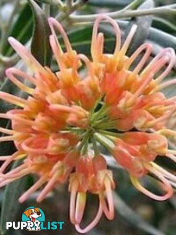 Native Trees, Shrubs and Groundcovers from 3.20