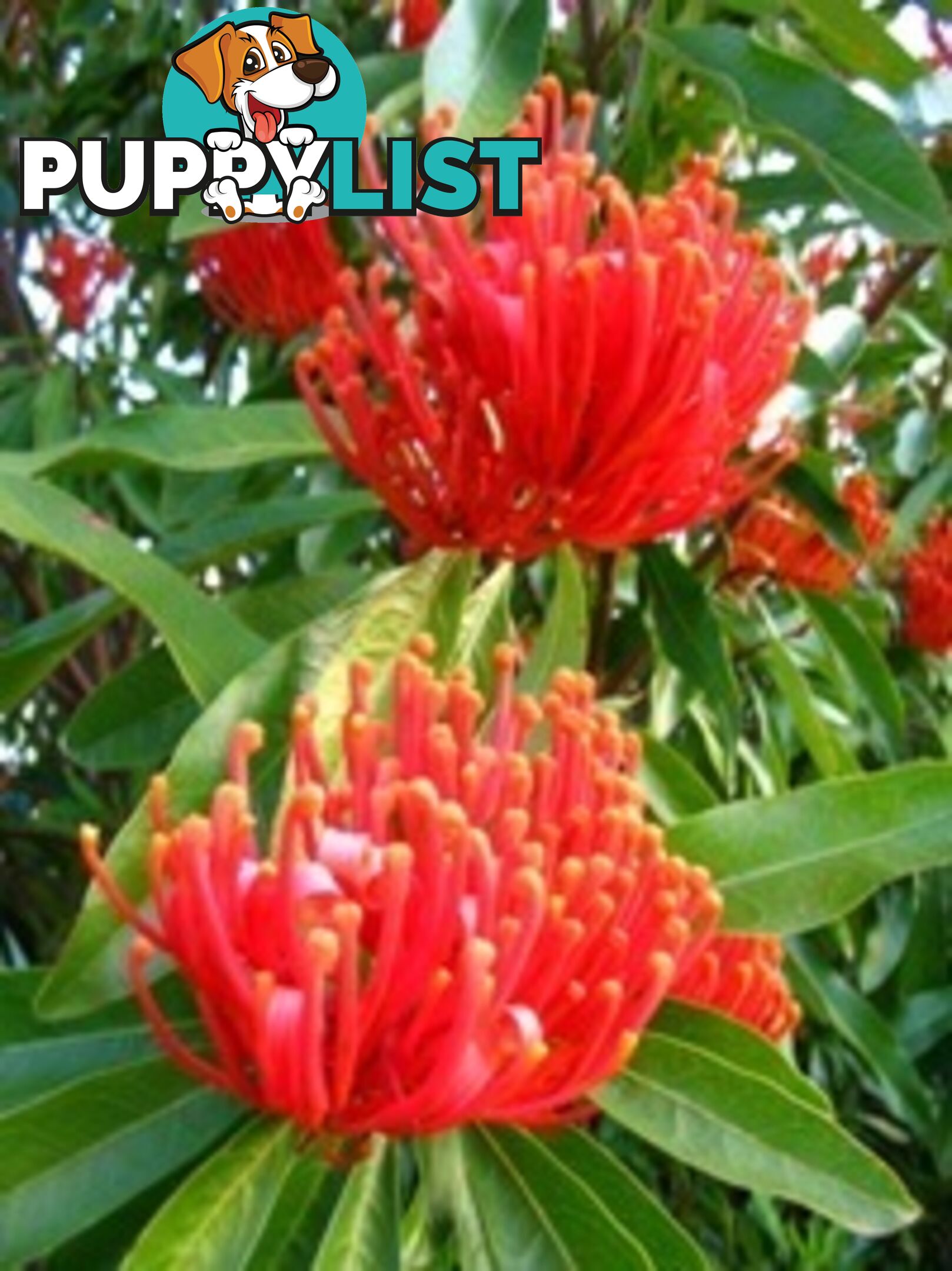 Native Trees, Shrubs and Groundcovers from 3.20