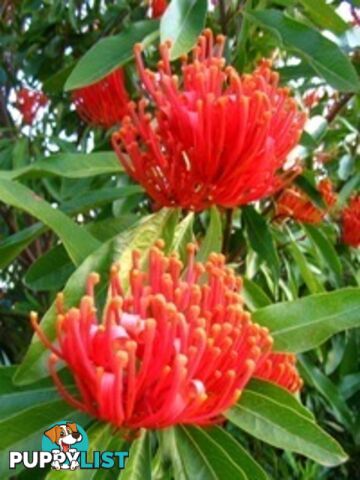 Native Trees, Shrubs and Groundcovers from 3.20