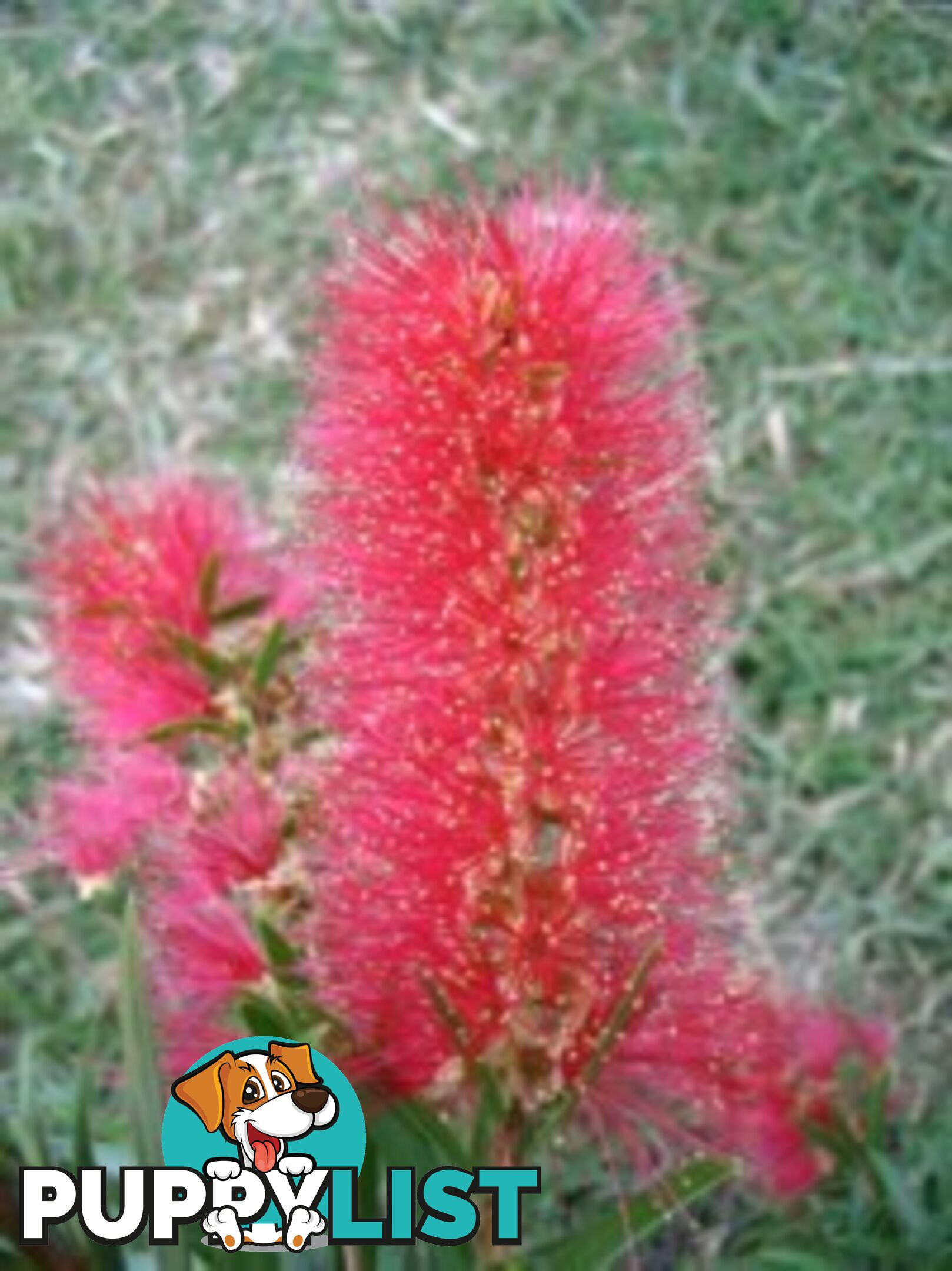 Native Trees, Shrubs and Groundcovers from 3.20