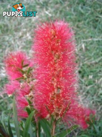 Native Trees, Shrubs and Groundcovers from 3.20