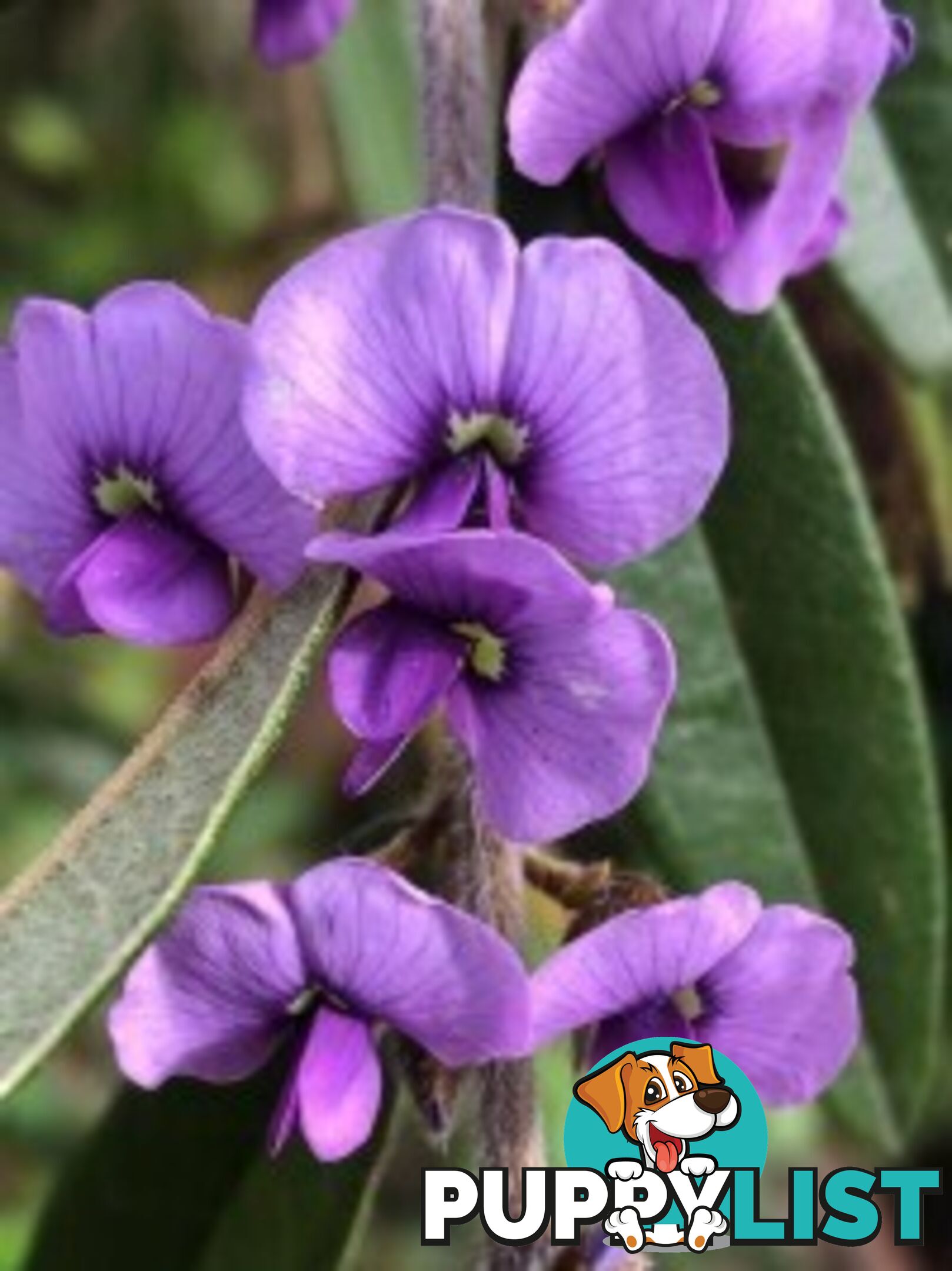 Native Trees, Shrubs and Groundcovers from 3.20