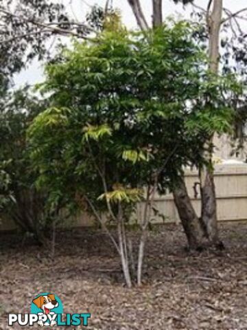 Native Trees, Shrubs and Groundcovers from 3.20