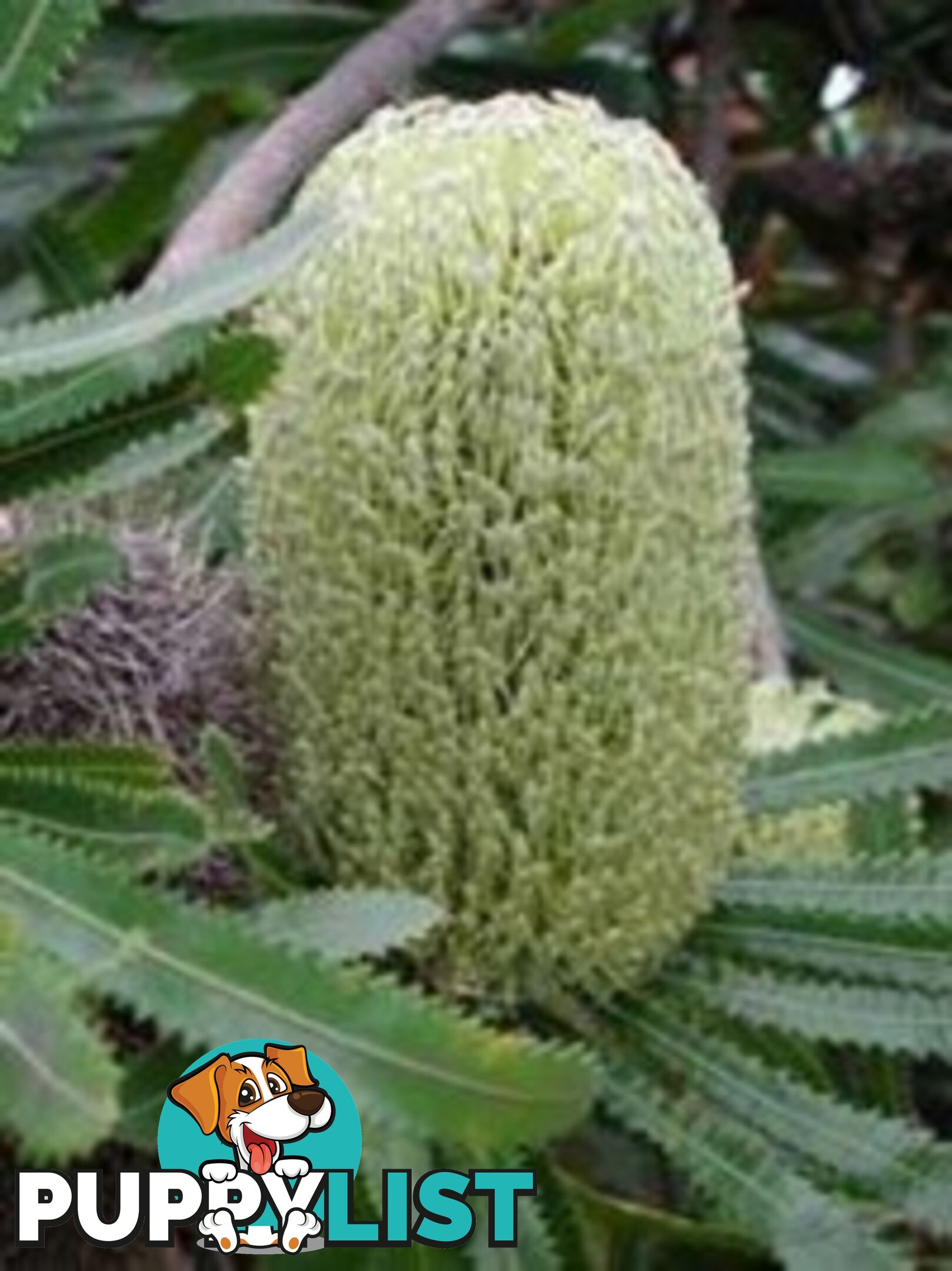 Native Trees, Shrubs and Groundcovers from 3.20
