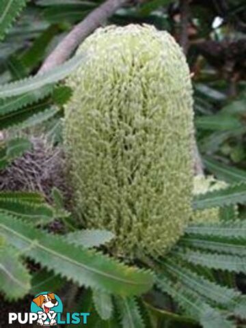 Native Trees, Shrubs and Groundcovers from 3.20