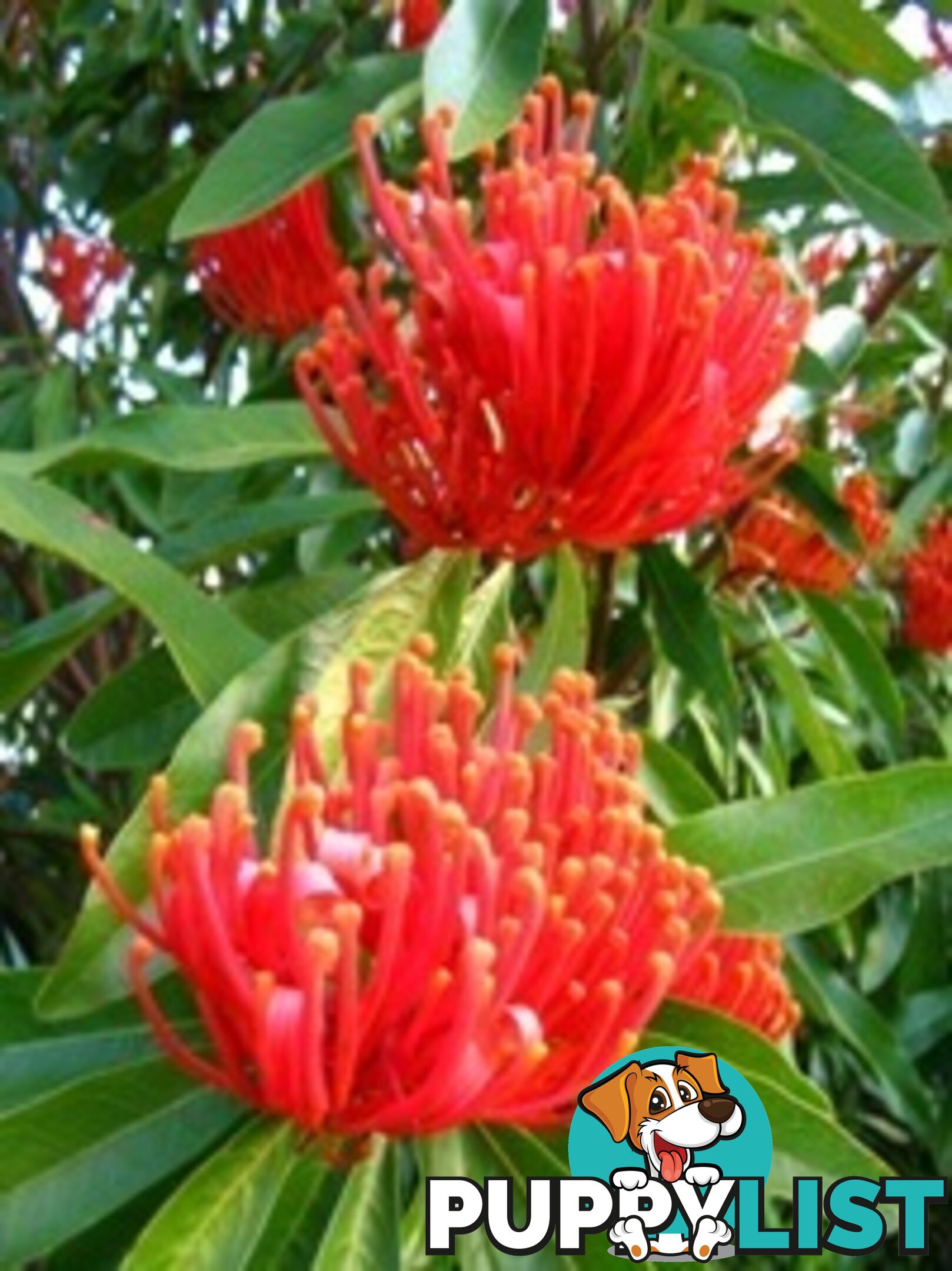 Native Trees, Shrubs and Groundcovers from 3.20