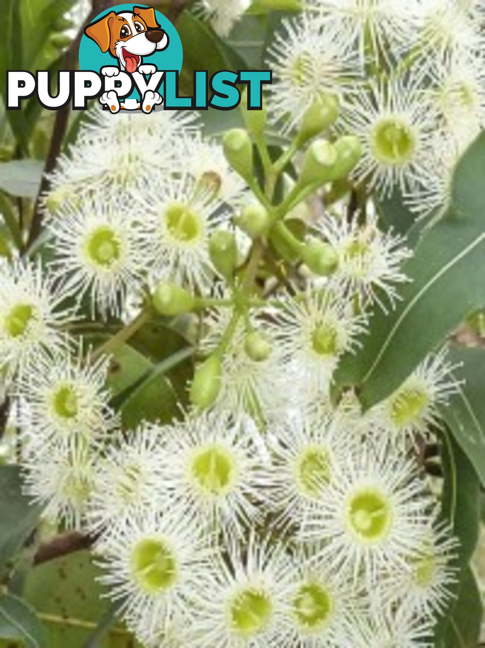 Native Trees, Shrubs and Groundcovers from 3.20