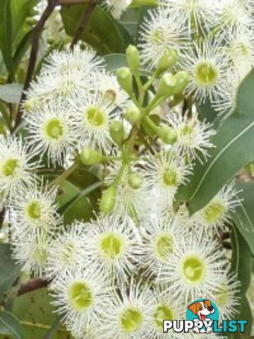 Native Trees, Shrubs and Groundcovers from 3.20