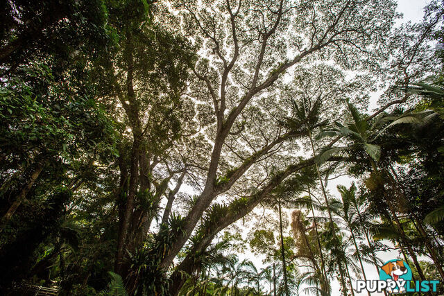 103 7 Gorge Road Port Douglas QLD 4877