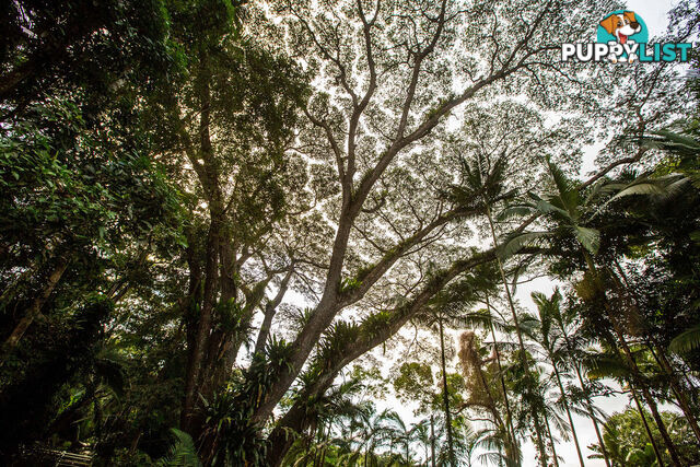 103 7 Gorge Road Port Douglas QLD 4877