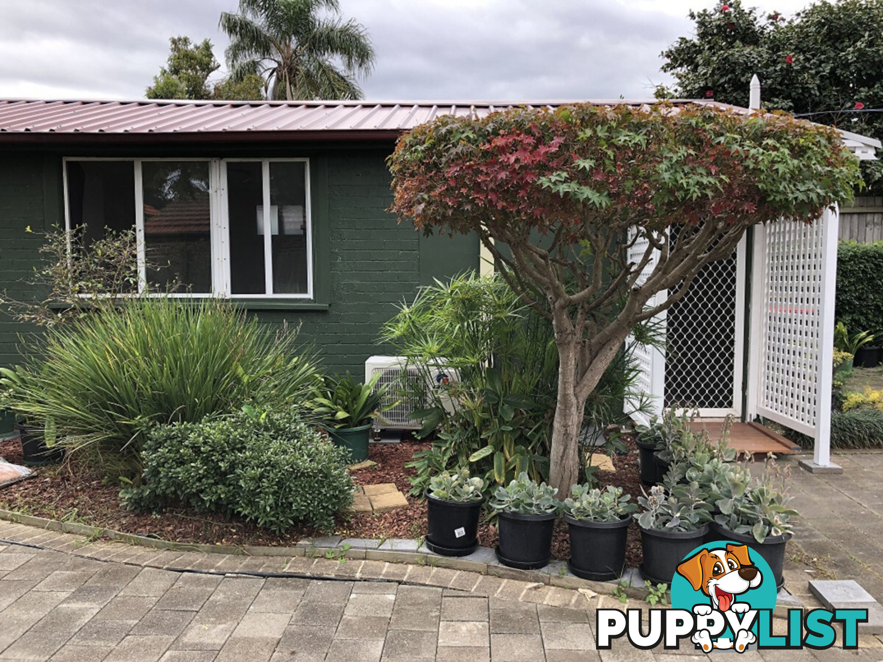 17 Ettrick Street Ashbury NSW 2193