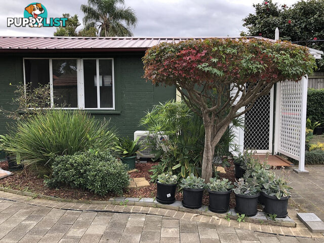 17 Ettrick Street Ashbury NSW 2193