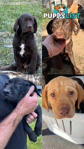 GSP x Labrador Puppies Available Now