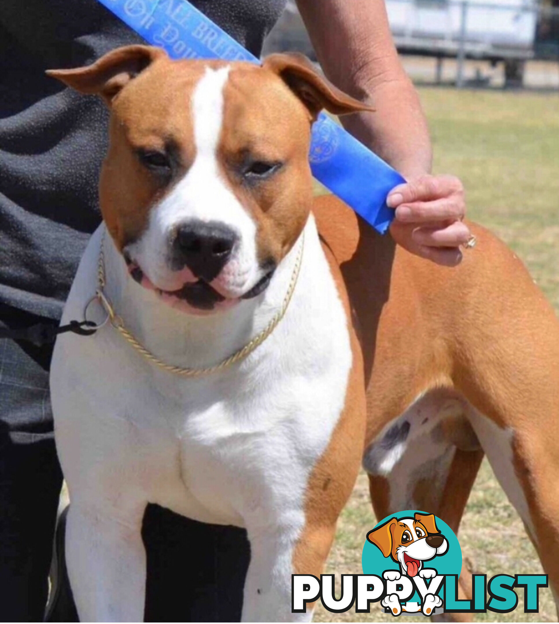 Pedigree American staffy pups ( Amstaff)