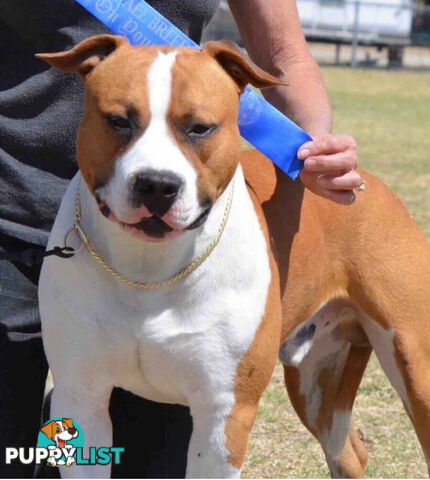 Pedigree American staffy pups ( Amstaff)