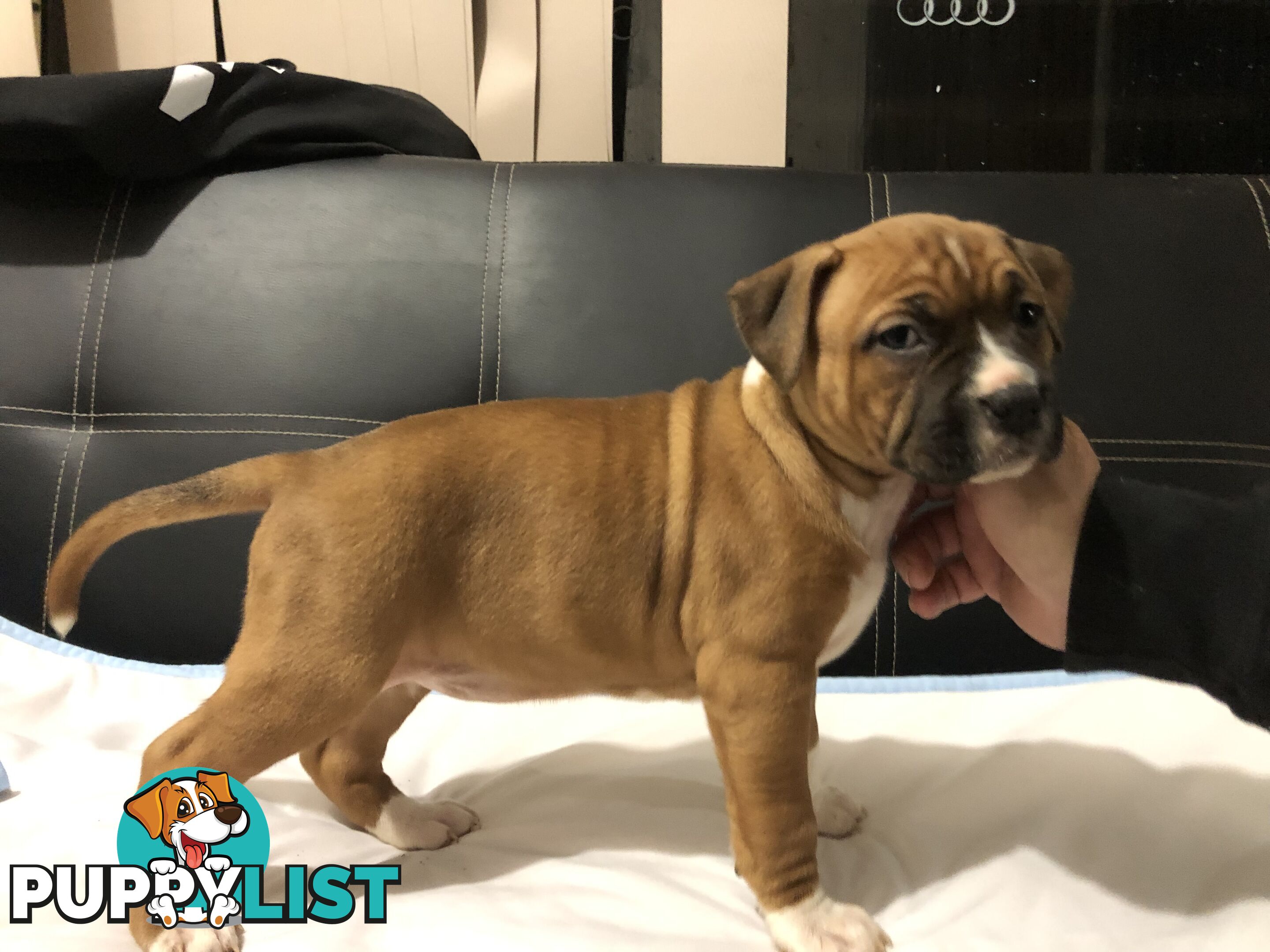 Pedigree American staffy pups ( Amstaff)