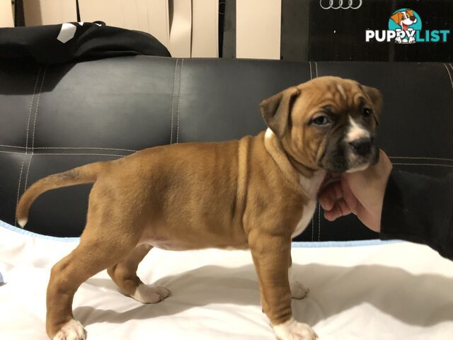 Pedigree American staffy pups ( Amstaff)