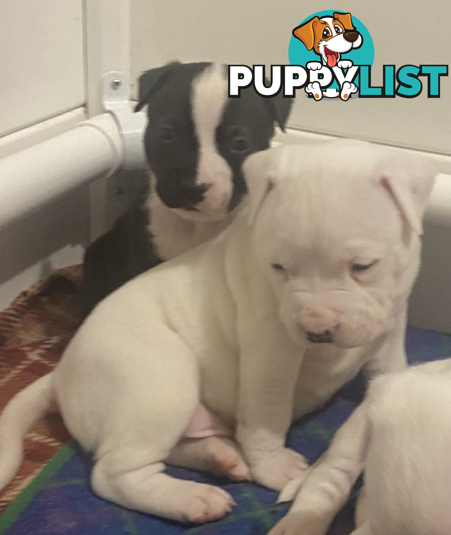 Pedigree American staffy pups ( Amstaff)