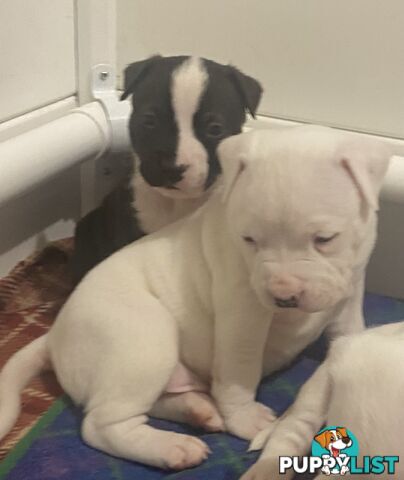 Pedigree American staffy pups ( Amstaff)