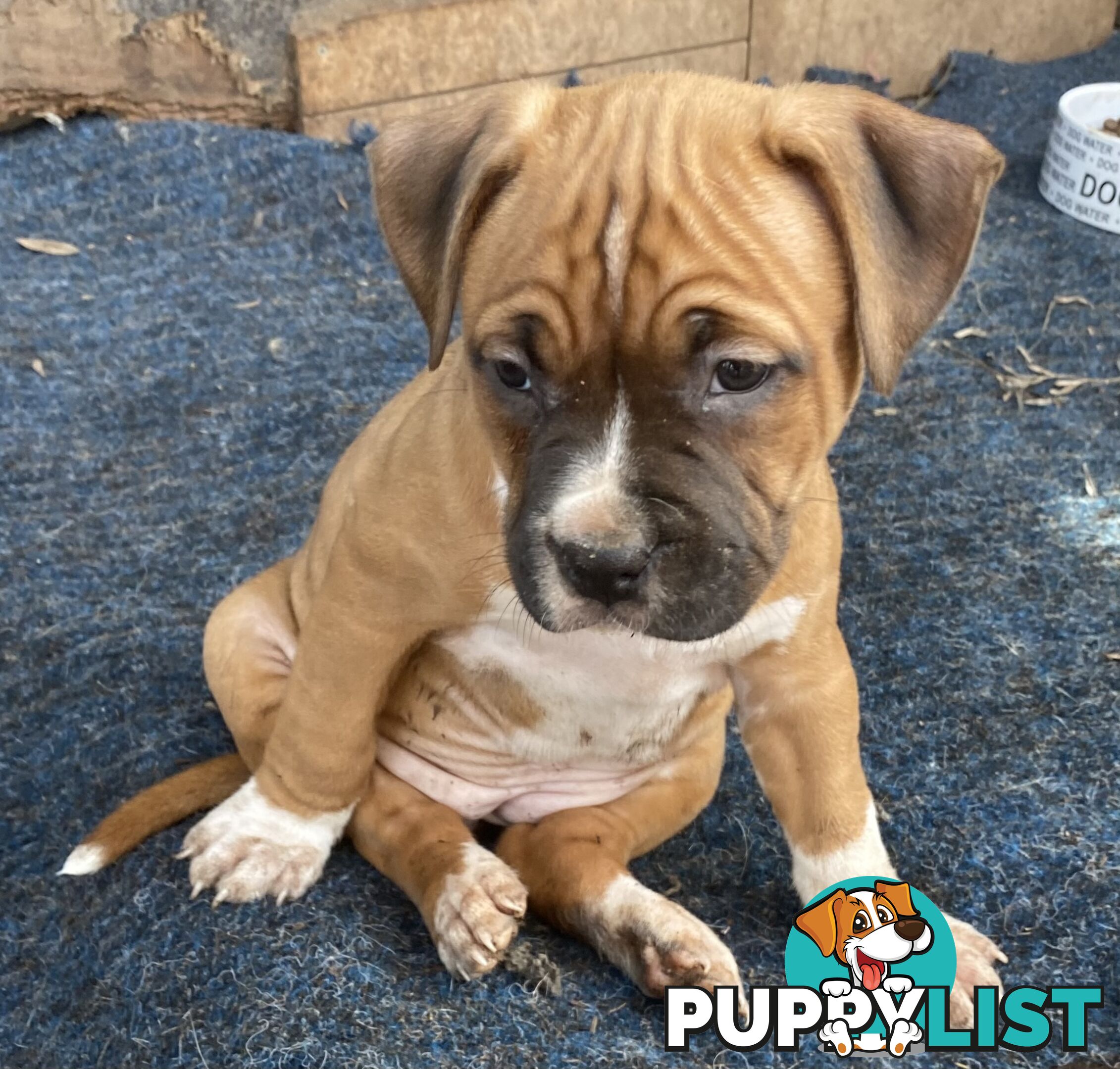 Pedigree American staffy pups ( Amstaff)