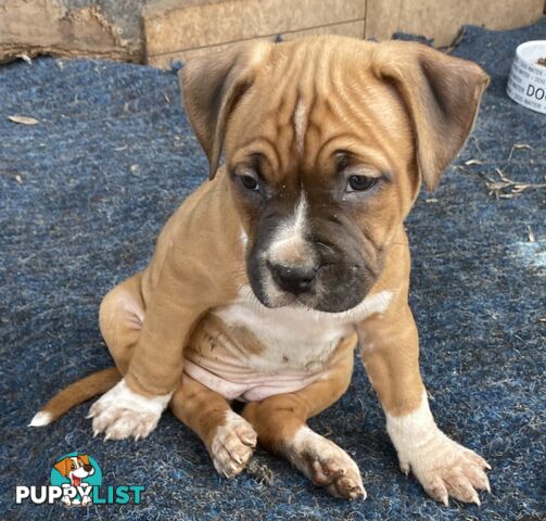 Pedigree American staffy pups ( Amstaff)