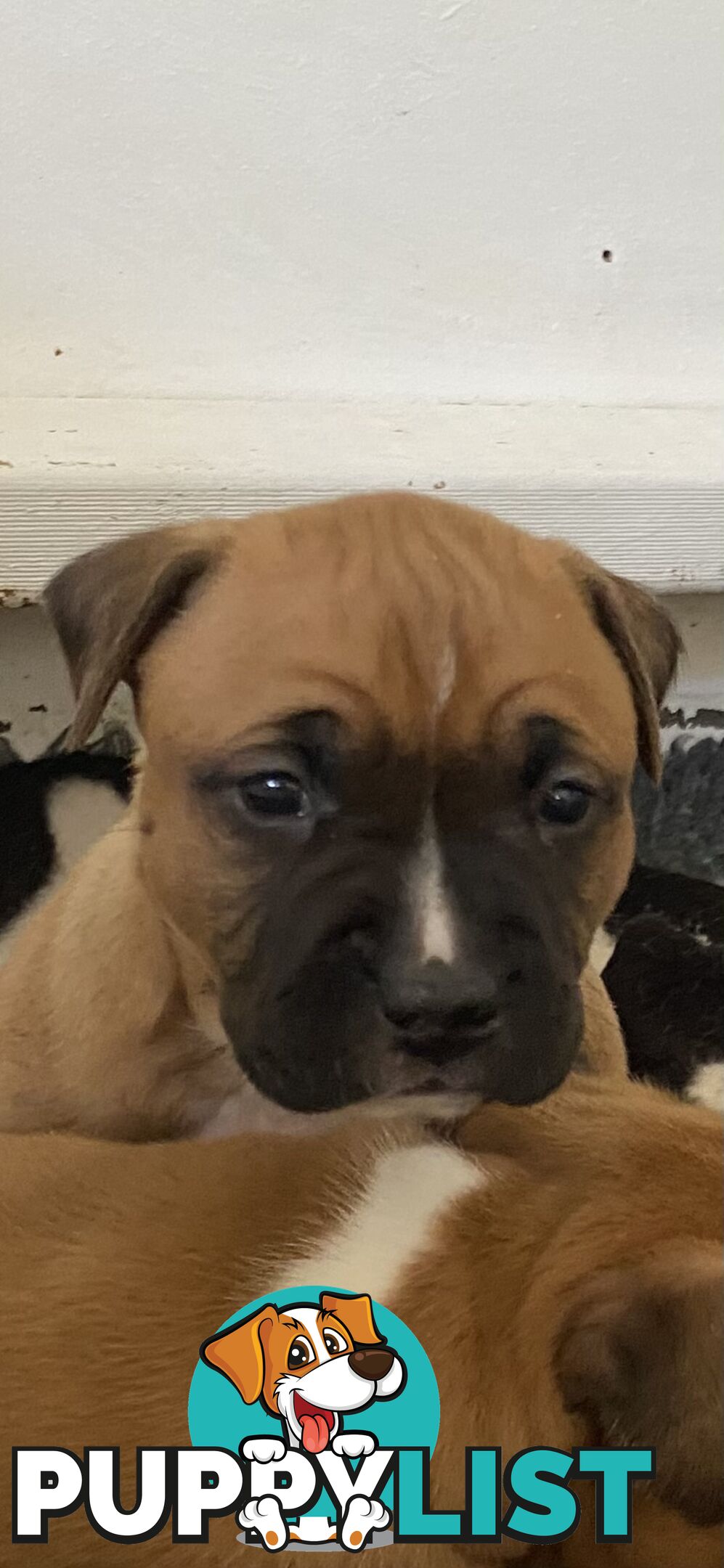 Pedigree American staffy pups ( Amstaff)