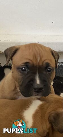 Pedigree American staffy pups ( Amstaff)