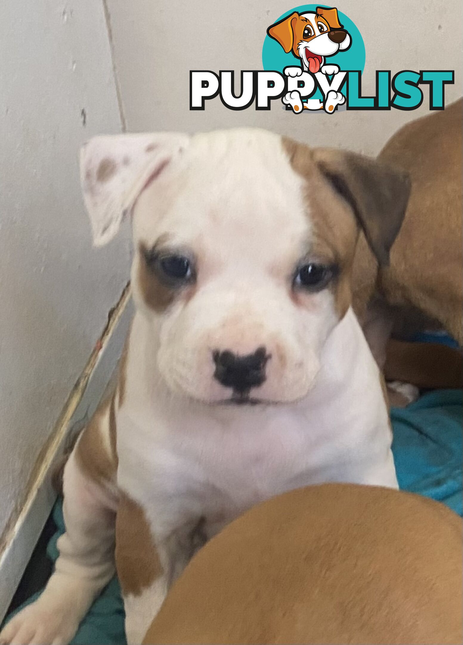 Pedigree American staffy pups ( Amstaff)