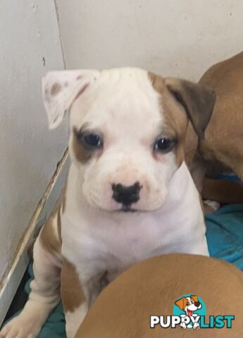 Pedigree American staffy pups ( Amstaff)