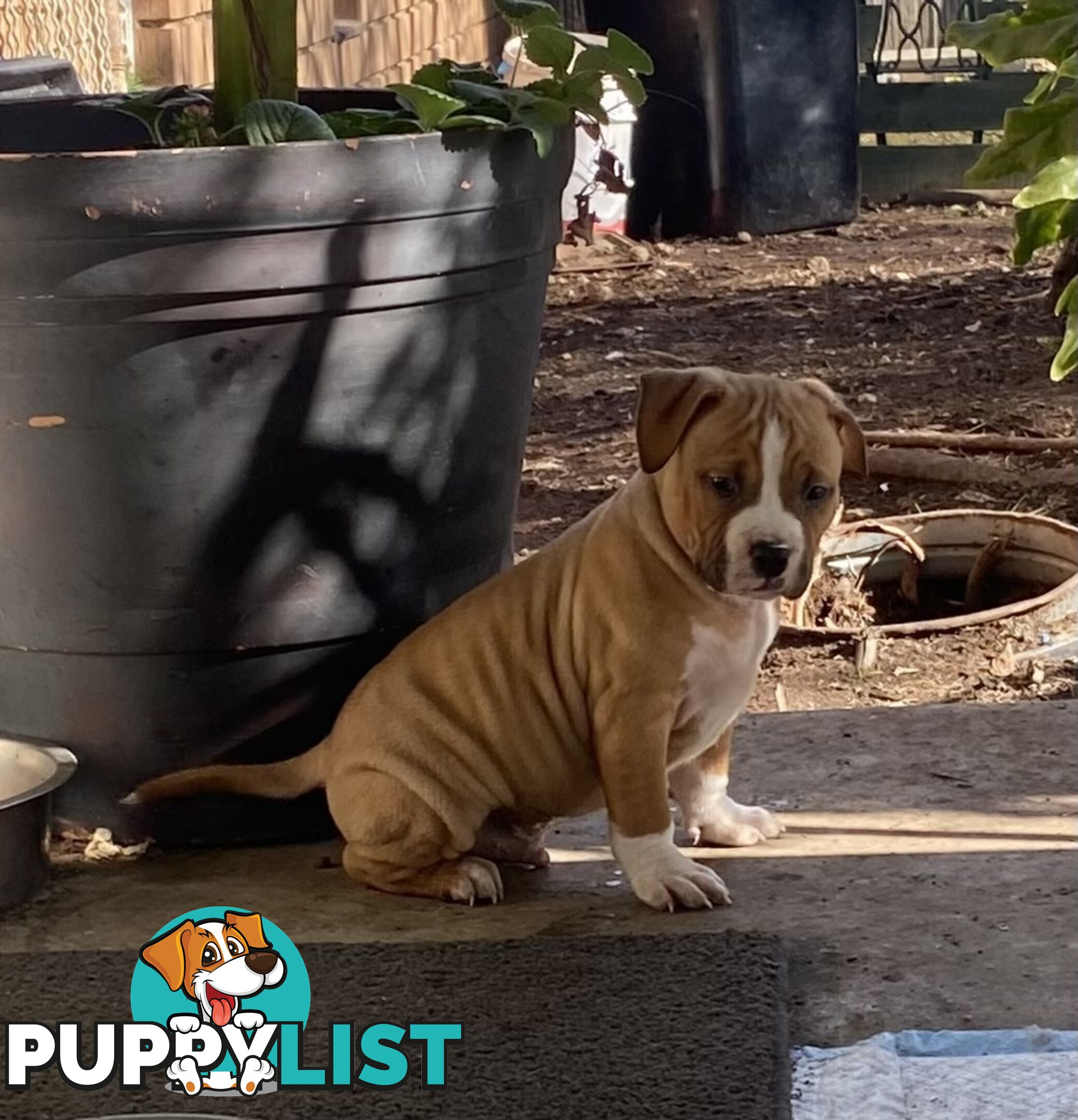 Pedigree American staffy pups ( Amstaff)