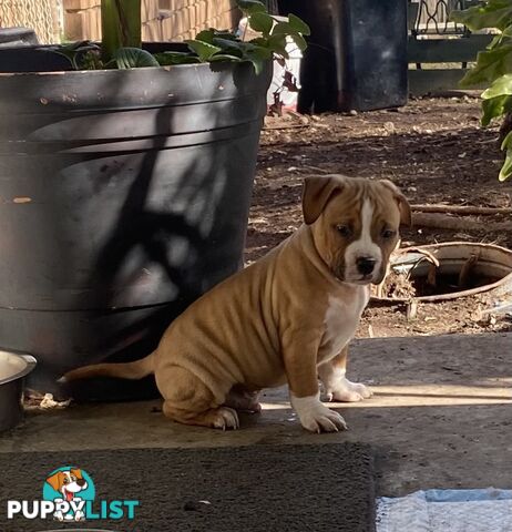 Pedigree American staffy pups ( Amstaff)