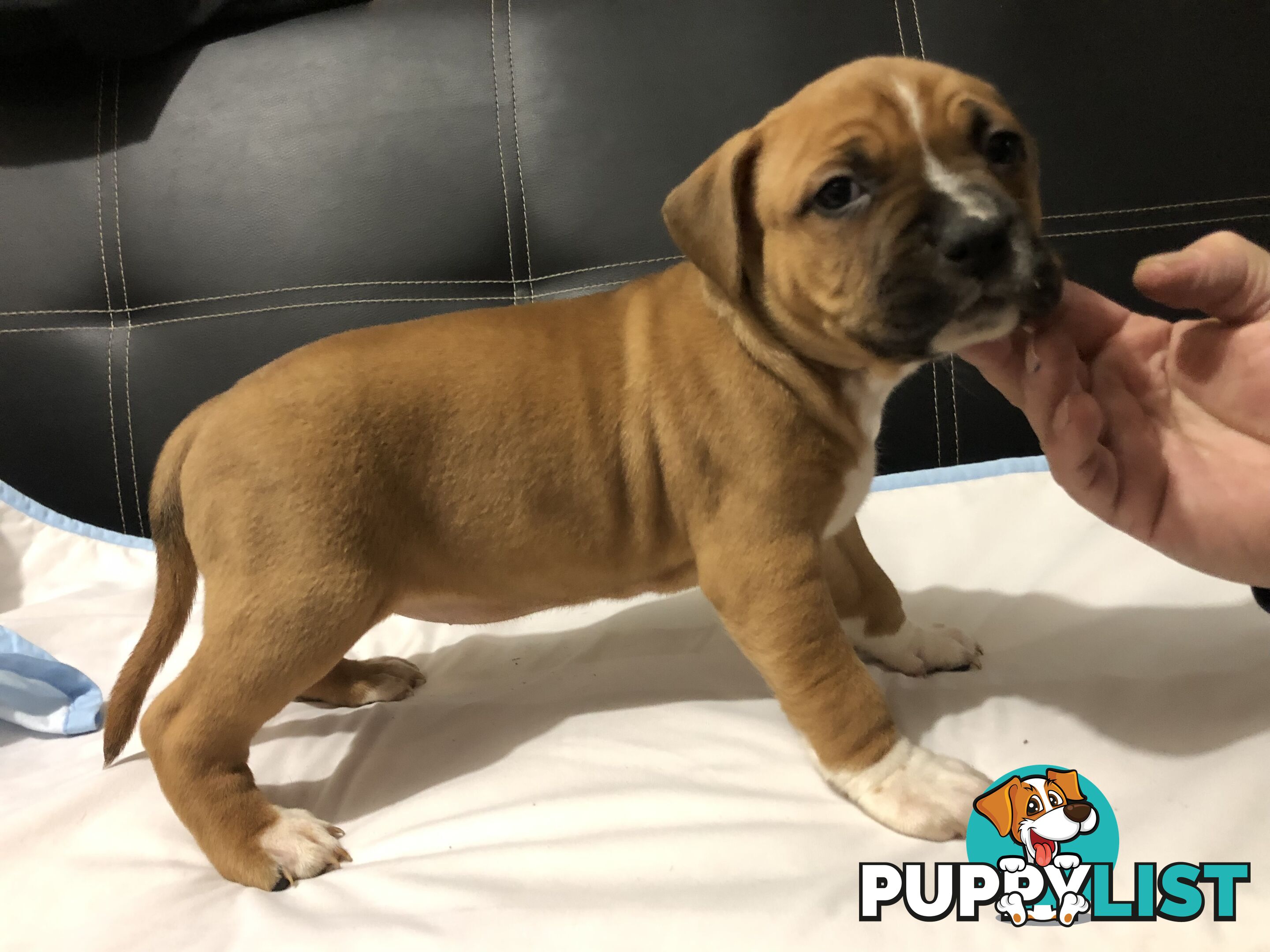 Pedigree American staffy pups ( Amstaff)