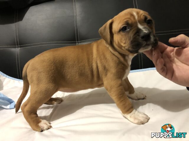 Pedigree American staffy pups ( Amstaff)