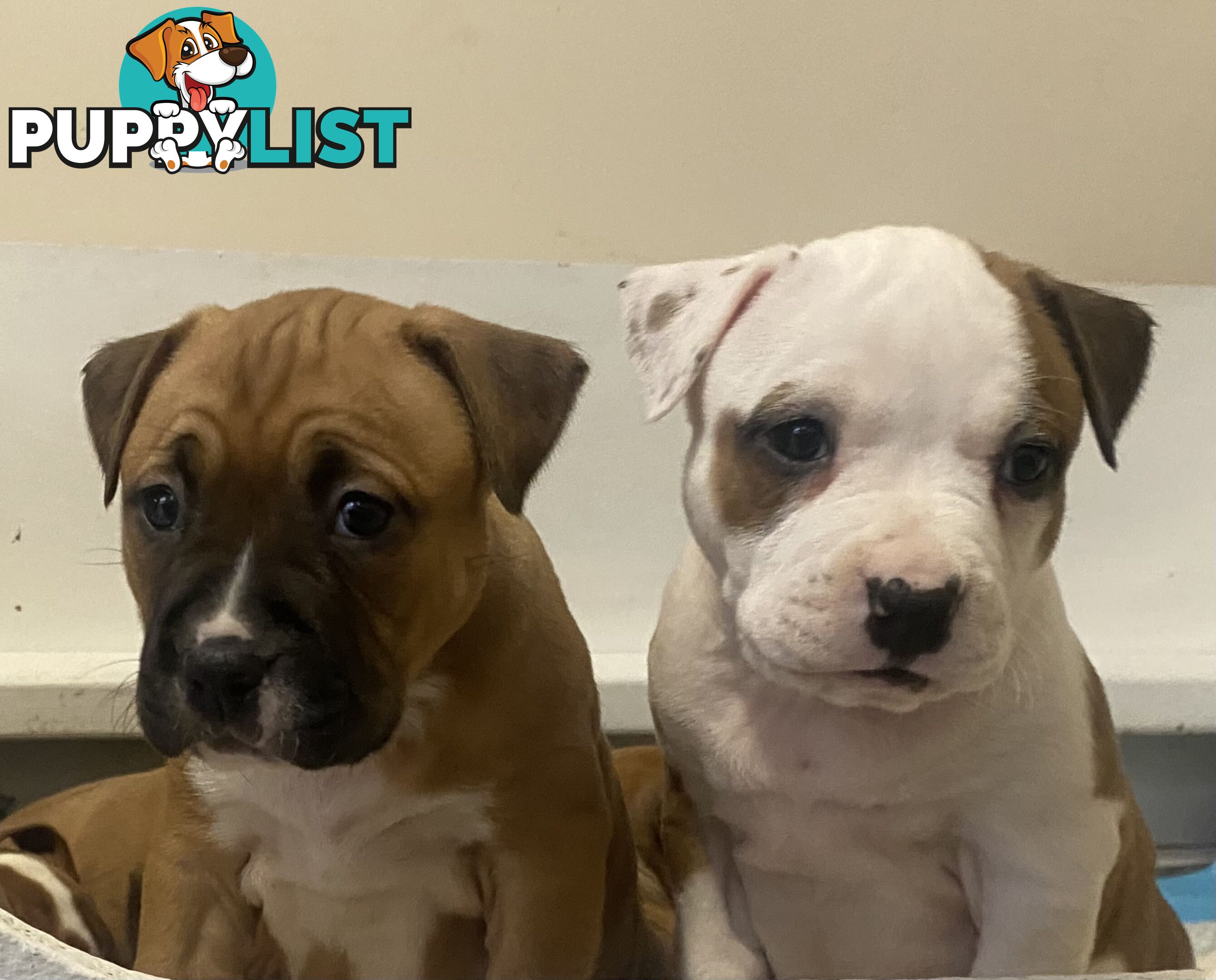 Pedigree American staffy pups ( Amstaff)