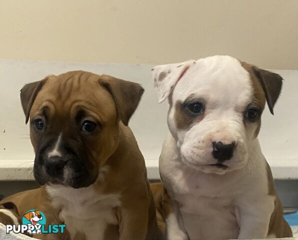 Pedigree American staffy pups ( Amstaff)