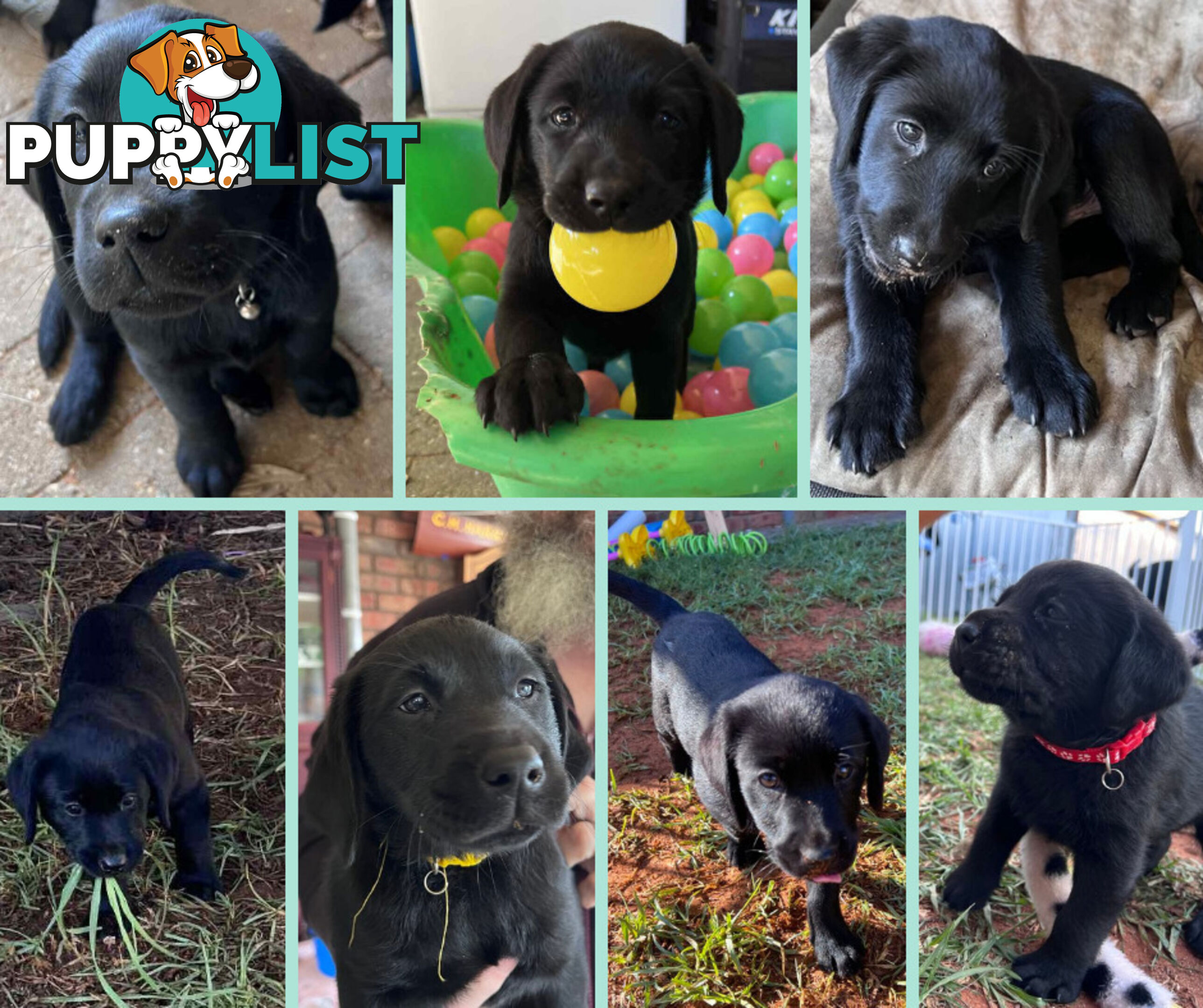 Purebred Black Labrador Puppies - Available Now