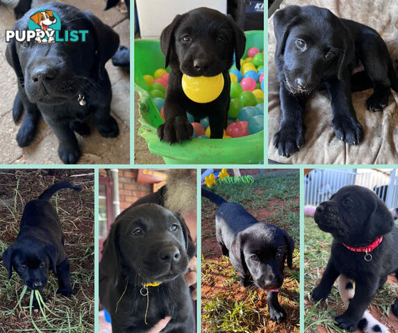 Purebred Black Labrador Puppies - Available Now