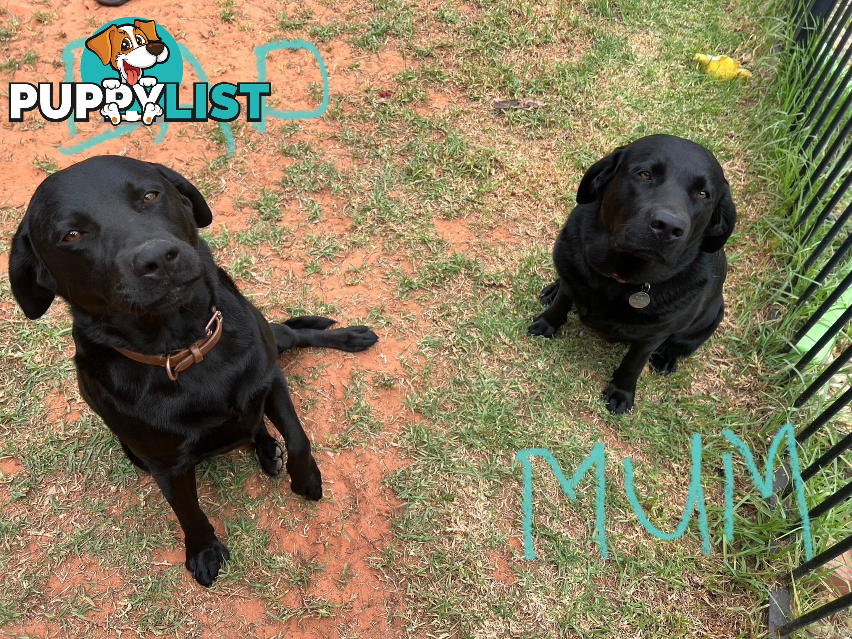 Purebred Black Labrador Puppies - Available Now