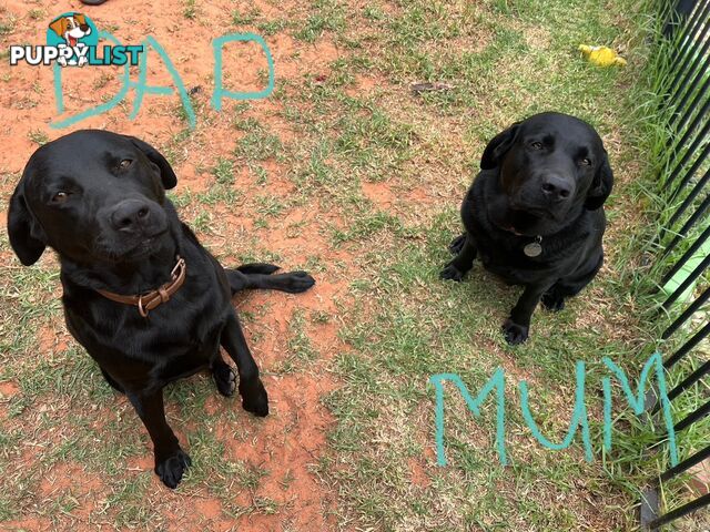 Purebred Black Labrador Puppies - Available Now