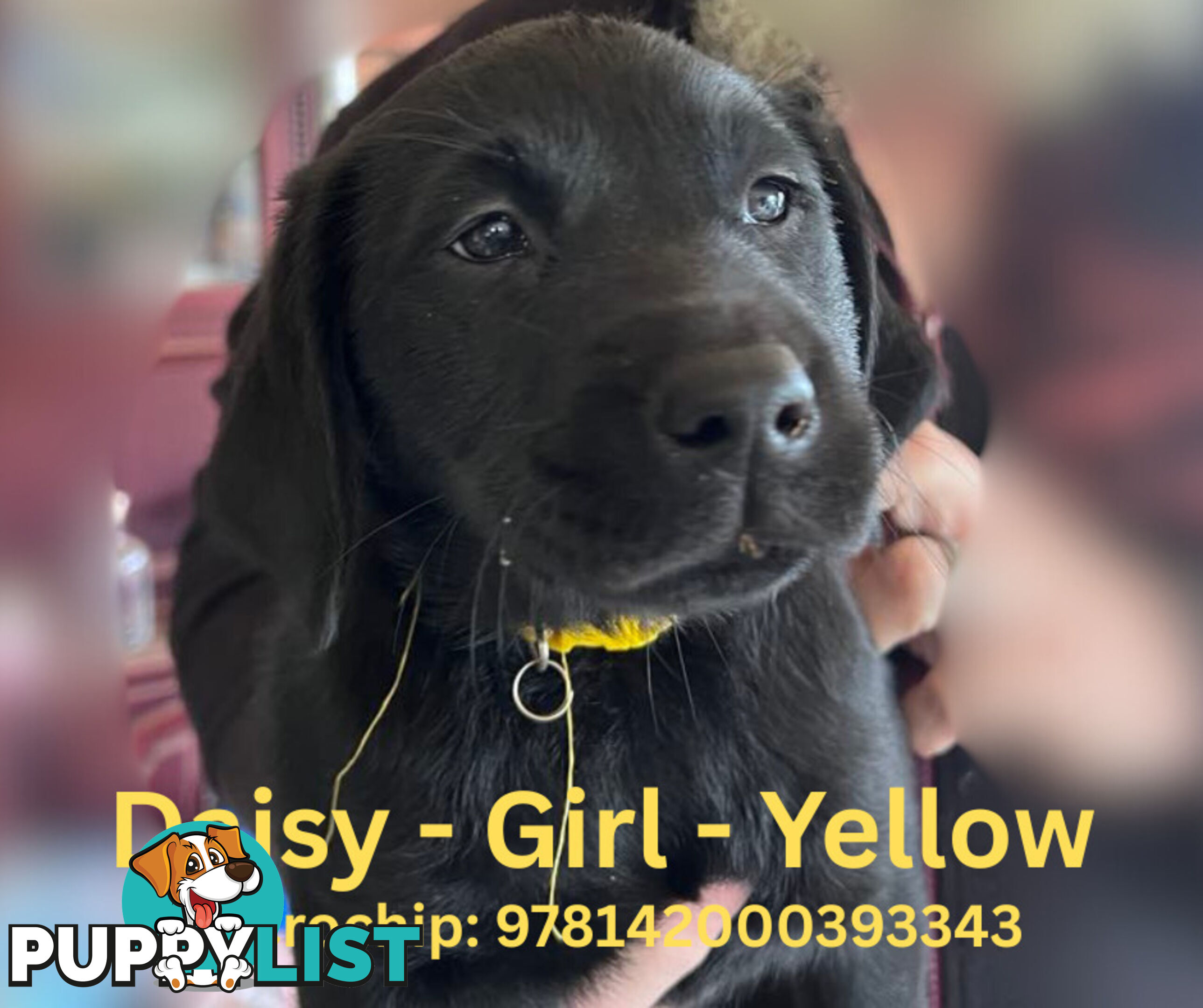Purebred Black Labrador Puppies - Available Now