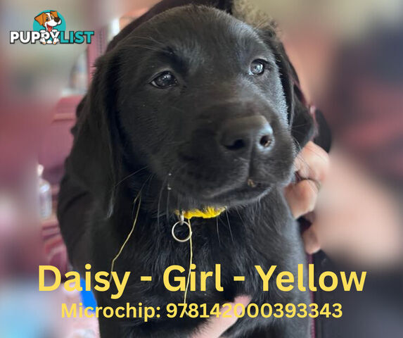 Purebred Black Labrador Puppies - Available Now