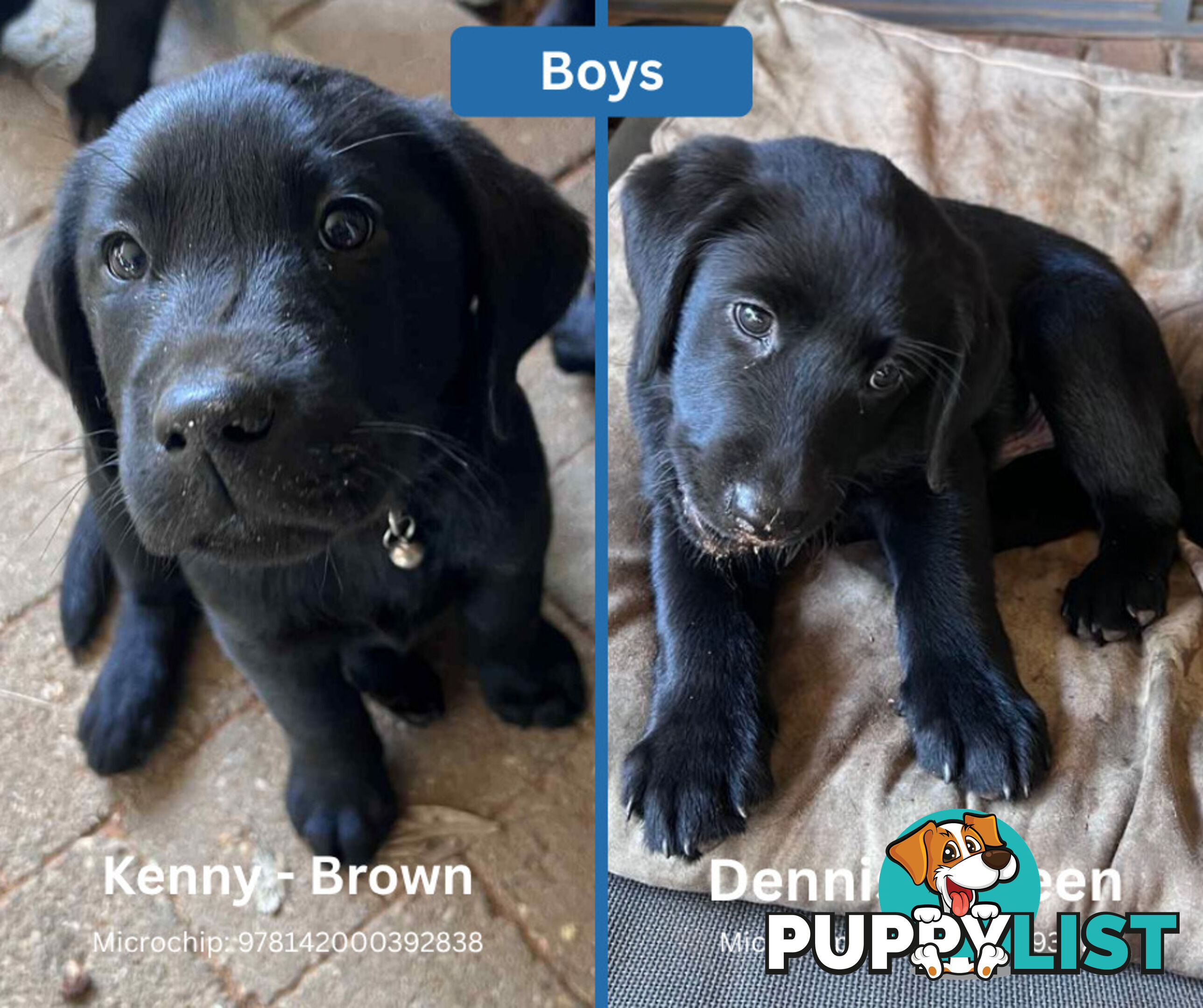 Purebred Black Labrador Puppies - Available Now