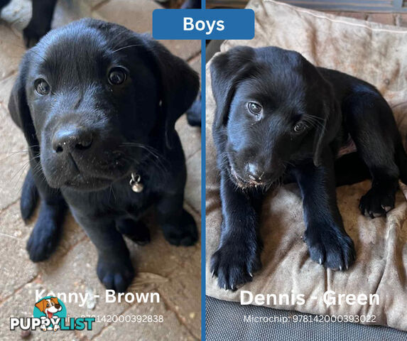 Purebred Black Labrador Puppies - Available Now